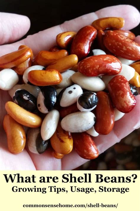 What are shell beans? - oChef.com