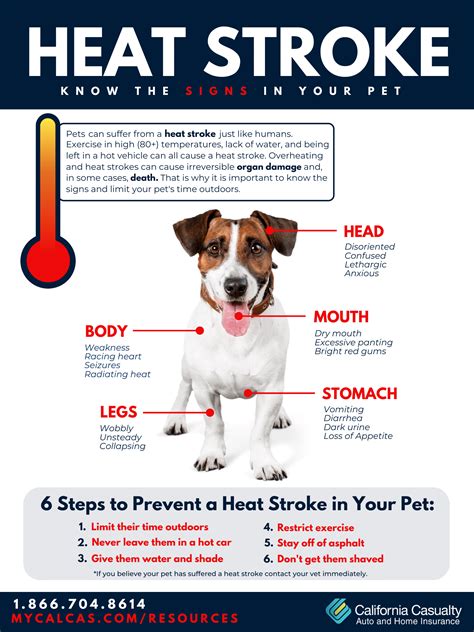 What are signs of heatstroke in dogs, cats?
