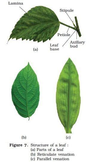 What are some examples of parallel vein leaves? - Quora