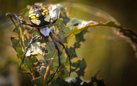 What are some native spiders of Texas? - The Spider Blog