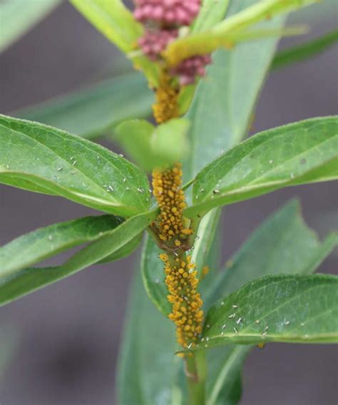 What are some symptoms of diseased milkweed plants, and how …