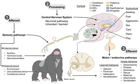 What are some unsolved problems in animal neurobiology or