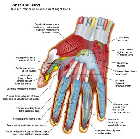 What are tendons and tendon sheaths? - NCBI Bookshelf