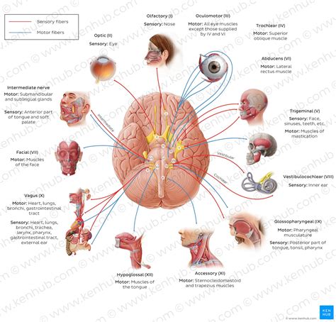 What are the 12 cranial nerves Functions and diagram
