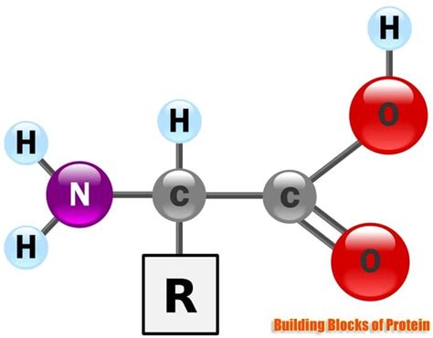 What are the 20 amino acid building blocks of proteins?