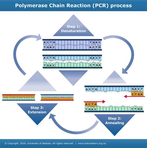 th?q=What+are+the+3+PCR+steps