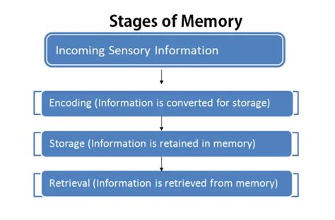 What are the 3 major processes of memory? – Short-Question