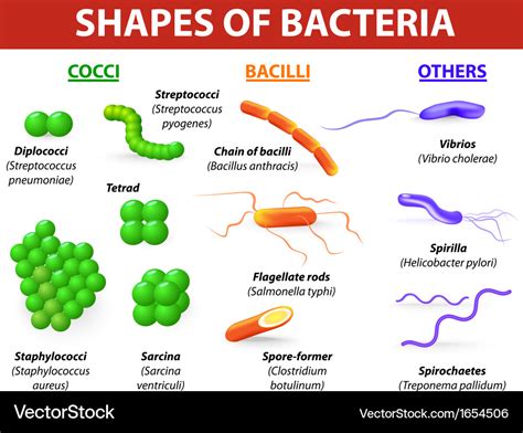 What are the 3 types of microorganisms?