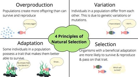 Heritability Variations inherited from parents. Overpopulation When they produce more offsprings than can survive. Reproductive Advantage When certain organisms have more offspring than another. the four principles of natural selection Learn with flashcards, games, and more — for free.. 