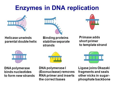 What are the 6 Enzymes involved in DNA Replication? - Go …