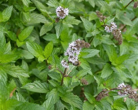 What are the Uses and Health Benefits of Pennyroyal (Mentha pulegium…