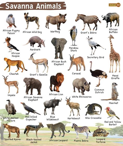 What are the adaptations of animals in the savanna?