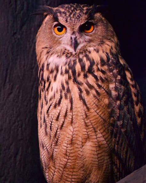 What are the benefits of keeping owls at home or near one