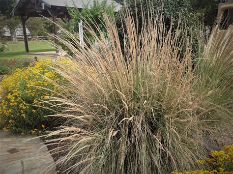What are the best grasses for Central Texas homes?