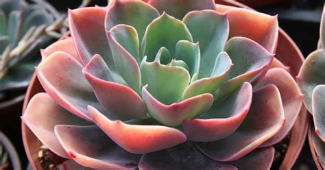 What are the coldest temperatures succulents can tolerate?