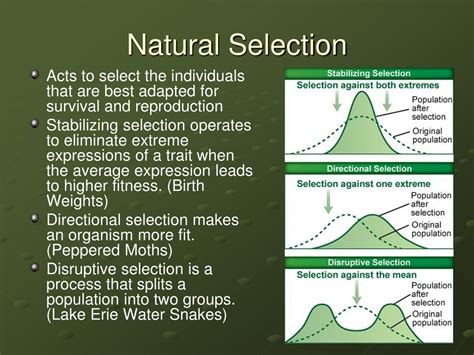 What are the components of natural selection. This film describes natural selection and adaptation in populations of rock pocket mice living in the American Southwest. Mice living on light-colored sand tend to have light-colored coats, while mice living on patches of dark-colored rock have mostly dark-colored coats. Michael Nachman studies the evolutionary processes that led to these ... 