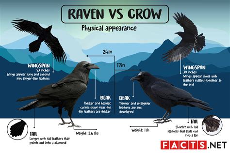 What are the differences between crows and ravens. The main differences between crows and ravens are as follows: 1. Size: Ravens are significantly larger than crows. Ravens have a wingspan of about 3.5-4 feet and measure around 24-27 inches from head to tail. In comparison, crows are about the size of pigeons. ... 