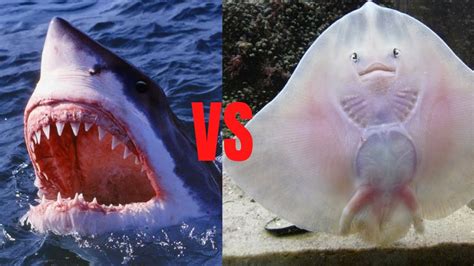 What are the differences between sharks and rays?