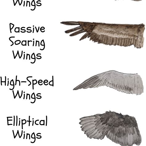 What are the different types of soaring
