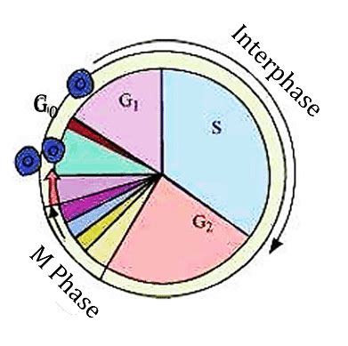 What are the events taking place during the interphase? - BYJU