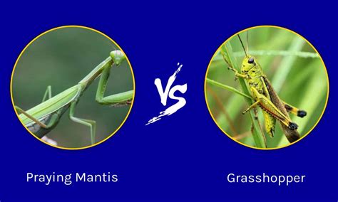 What are the similarities and differences between grasshoppers and ants …