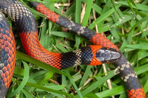 What are the symptoms of a coral snake bite? - Studybuff