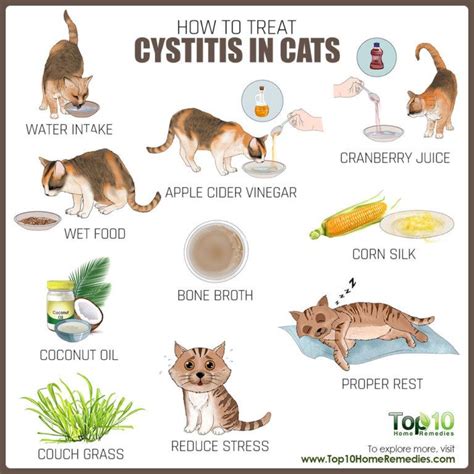 What are the symptoms of cystitis in cats?