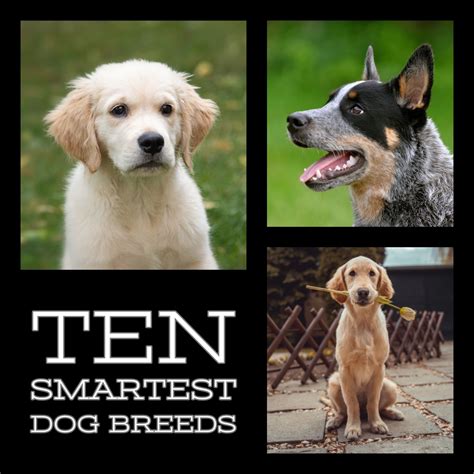 What are the top 10 smartest dog breeds? - Wikidoggia