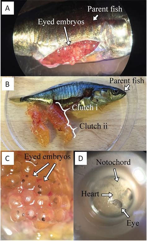 What are the types of fish that give birth to live young? Why