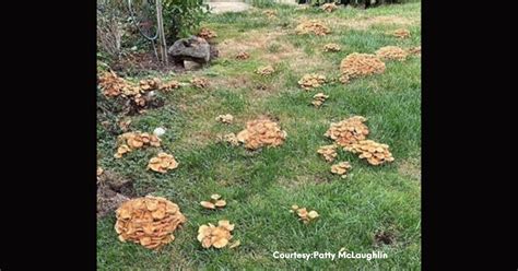 What are these huge mounds growing in Ohio yards?