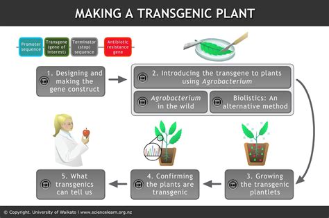 What are transgenic plants? - BYJU