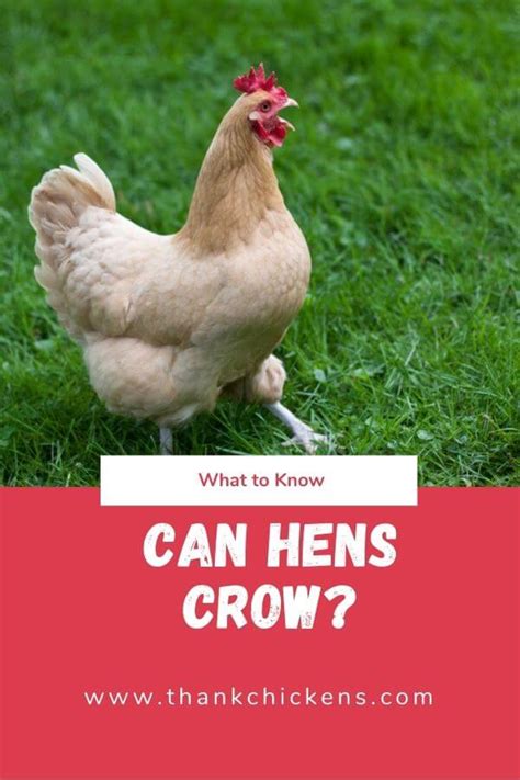 What are wild hens called? - Thank Chickens