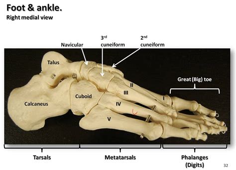 What bones stick out of your ankle? - Answers