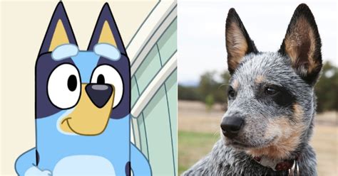 What breed is bluey. The 'Bluey' characters. Meet the Heeler family! Heelers, otherwise known as Australian Cattle Dogs, are a type of dog that was bred to — you guessed it — herd … 