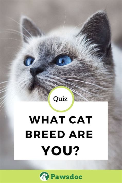 This quiz determines what cat breed you are, based on your personality and appearance. Just answer 20 simple questions to find out. Start Quiz. Cat and human relationships are as old as history. For example, you can find drawings of cats in prehistoric relics. Moreover, you can discover feline footprints even in ancient Egyptian hieroglyphs.. 