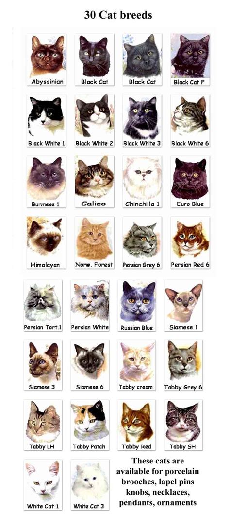 Feb 3, 2024 · The Cat Scanner app currently identifies around 60 different cat breeds, including all breeds officially recognized by the Fédération Internationale Féline (FIFe) and even some more! Our comprehensive database with information and pictures of all cat breeds (including the unofficial ones) can also be accessed completely without scanning! . 