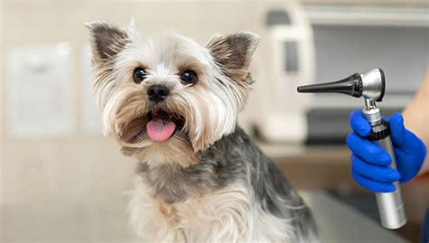 What breed of dog is often deaf