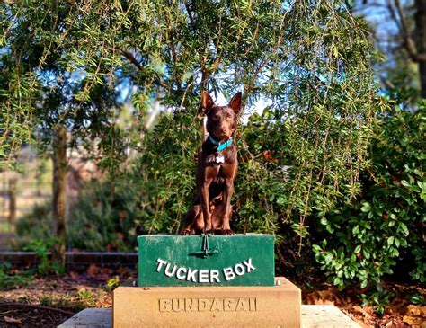 What breed of dog on the tuckerbox? - Answers