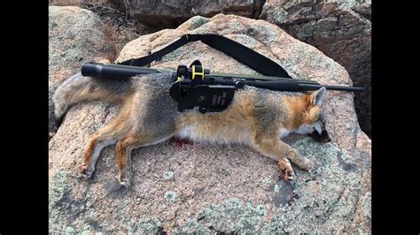 What caliber can kill a fox? - Good hunting