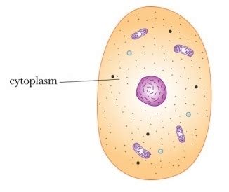 What can a cytoplasm be compared to in real life? – Heimduo