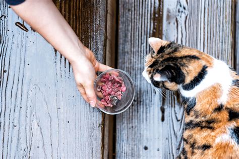 What can i feed a stray cat. 4. Re-Hydrate. Encourage the cat to drink plenty of water, and talk to your vet about using a rehydration supplement. Signs of dehydration include lethargy, tacky gums, sunken eyes, and a “skin tent” (if you lift and drop the skin at the nape of the neck, it remains up rather than slipping back in place). 