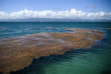What caused the giant seaweed blob in the Atlantic Ocean?