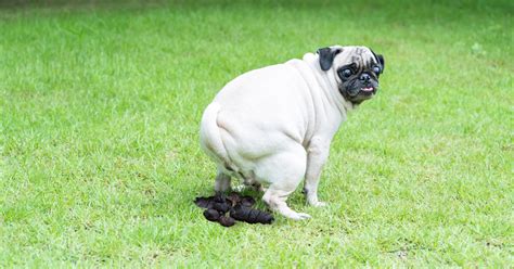 What causes black poop in dogs