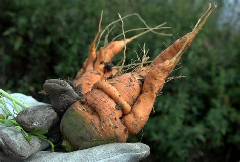 What causes forking in carrots? - Gardening Channel