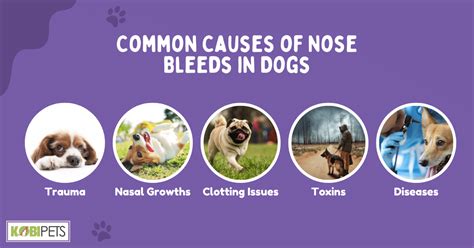 What causes nose bleeds in dogs
