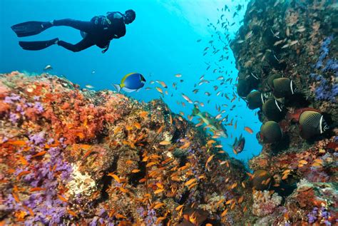What causes ocean acidification