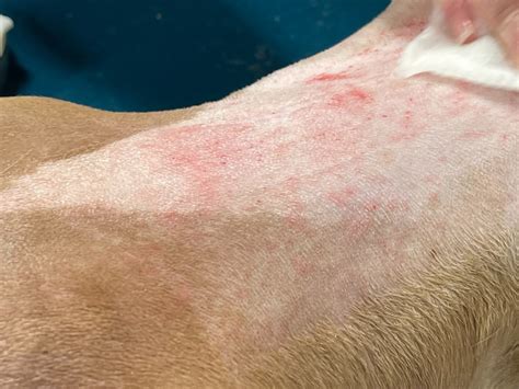 What causes razor burn on dogs? - Mi Dog Guide