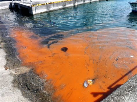 What causes red tide in florida. Things To Know About What causes red tide in florida. 