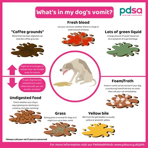 What causes vomiting and diarrhea in dogs