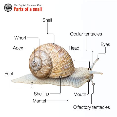 Snails are mollusks belonging to the class Gastropoda, whose members, slugs and snails make up 80 percent of all mollusks. The gastropods live throughout the world, from the Arctic and Antarctic oceans to the equatorial regions. Also, some species have adaptations to survive in the water and some others on land. 